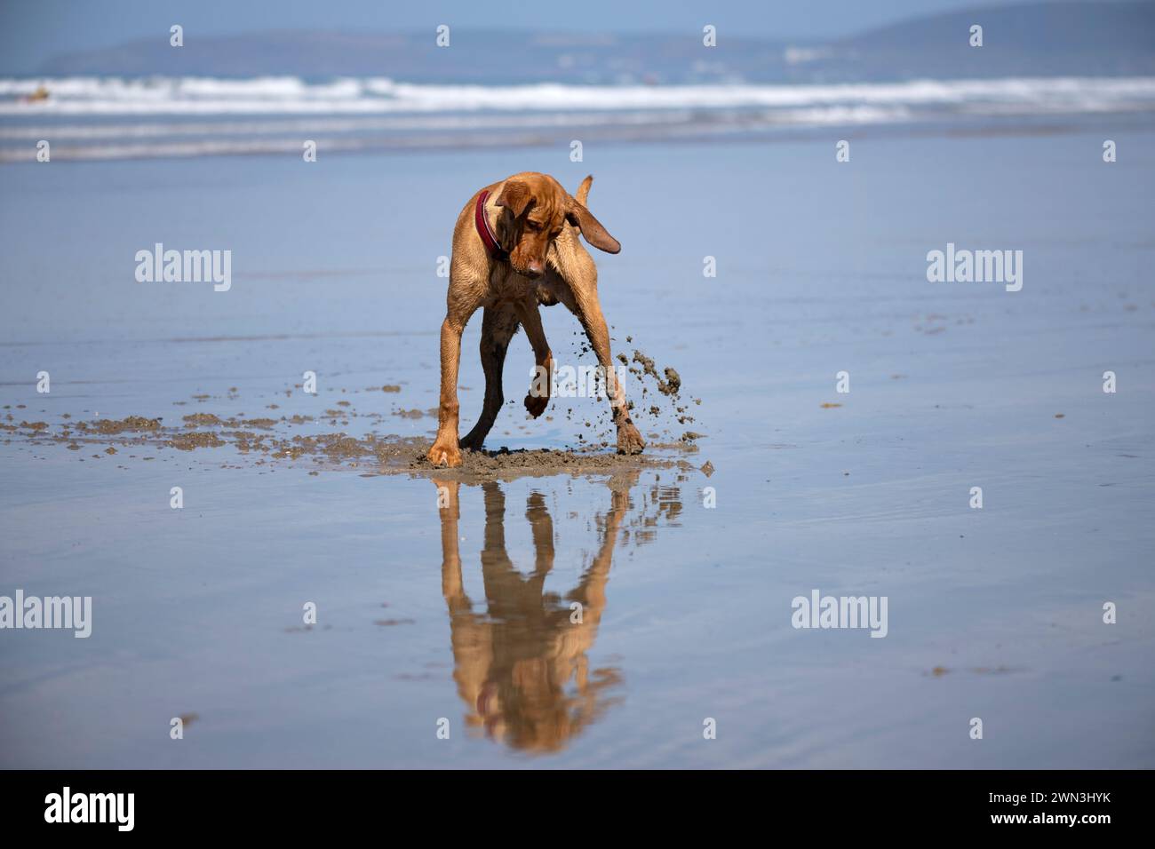 20/04/22   Eight-month-old Hungarian Vizsla puppy, Moreton, digs a hole in wet sand on Westward Ho! beach, North Devon.  All Rights Reserved: F Stop P Stock Photo