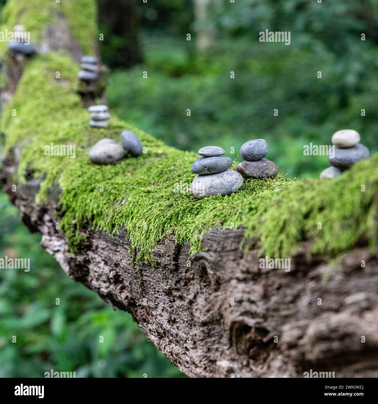 Pebbles on a tree branch Stock Photo
