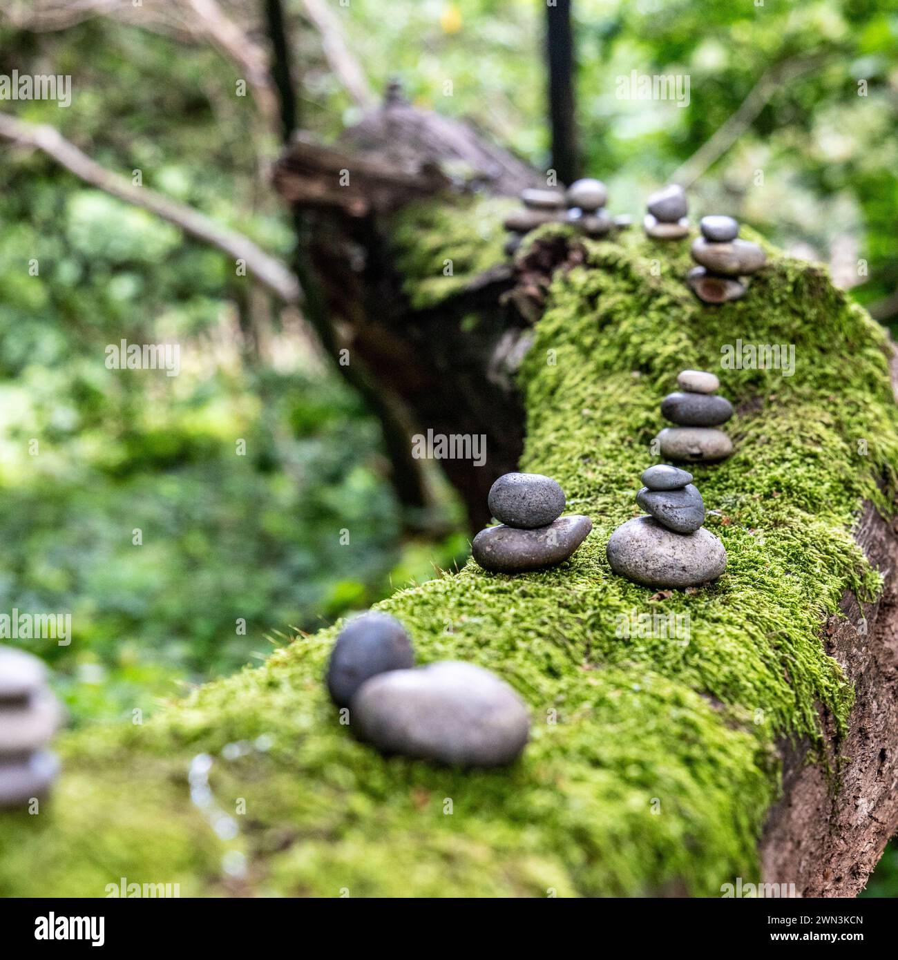 Pebbles on a tree branch Stock Photo