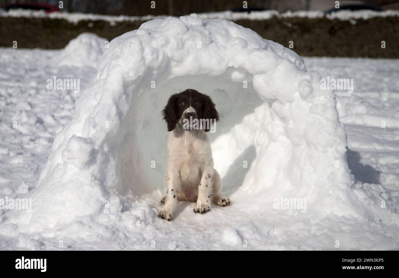 01/02/15  Fifteen-week-old Springer Spaniel puppy, Chester, takes a break from playing in the snow inside an igloo near Chapel-en-le-Frith in the Derb Stock Photo