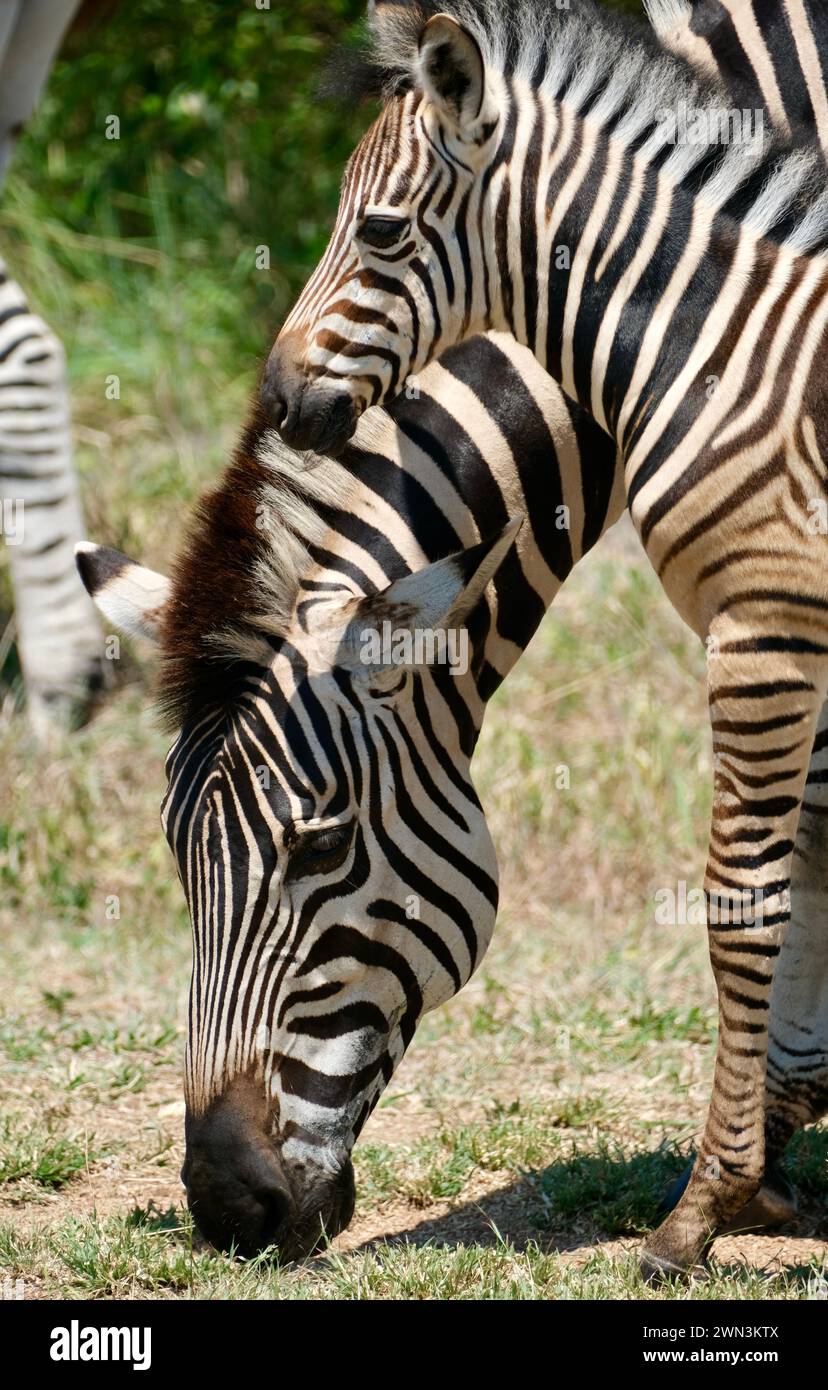 Mama and baby zebra close up Stock Photo