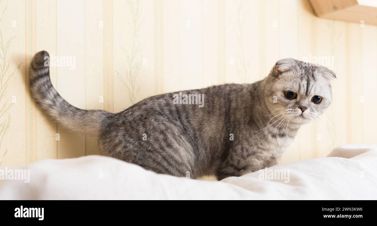 Cat sitting on back sofa hi-res stock photography and images - Alamy