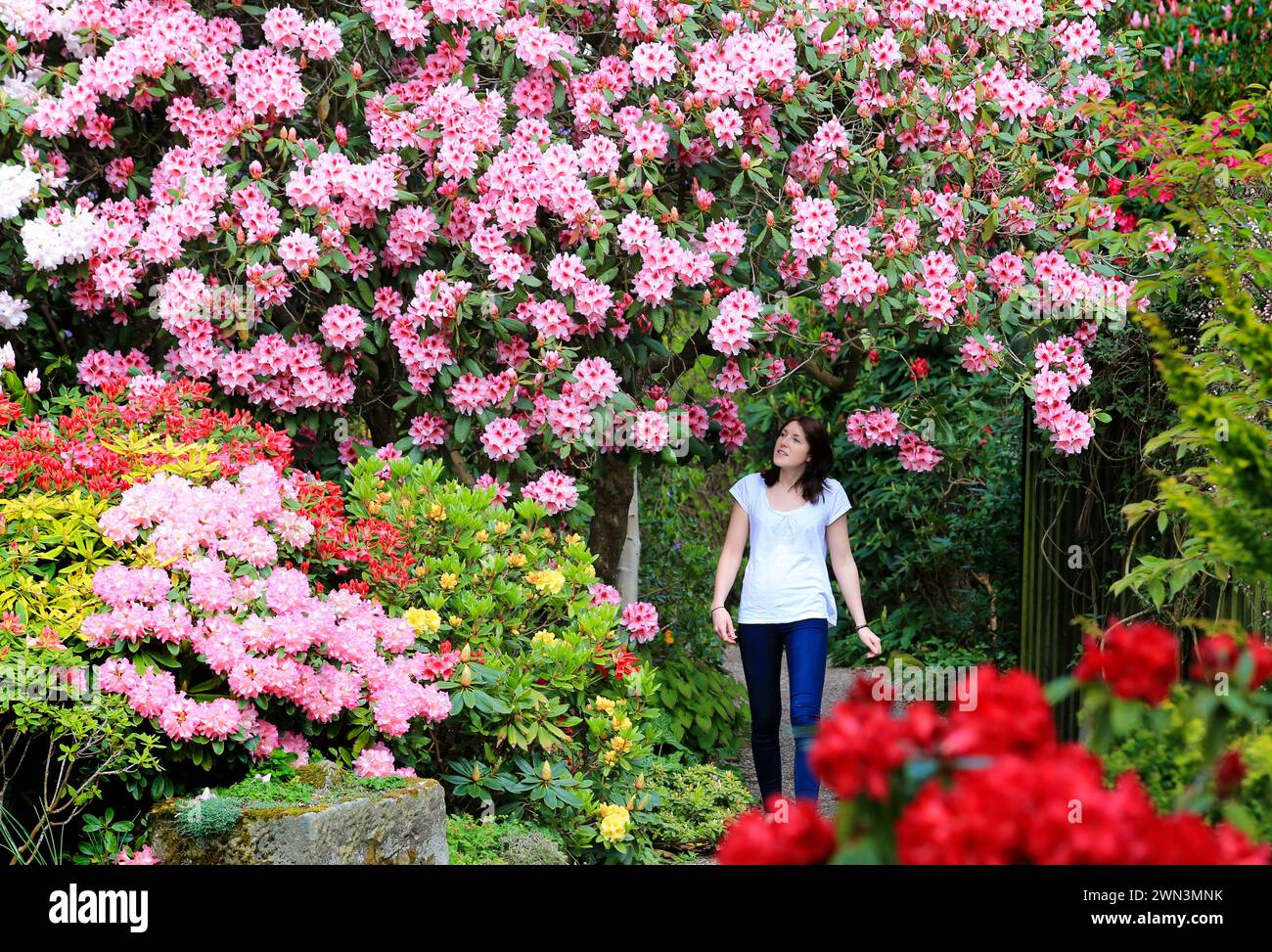 02/05/14  Becky Emery, 21, soaks up the sunshine surrounded by walls of rhododendrons and azaleas at Lea Gardens, near Matlock, Derbyshire. Owner Pete Stock Photo