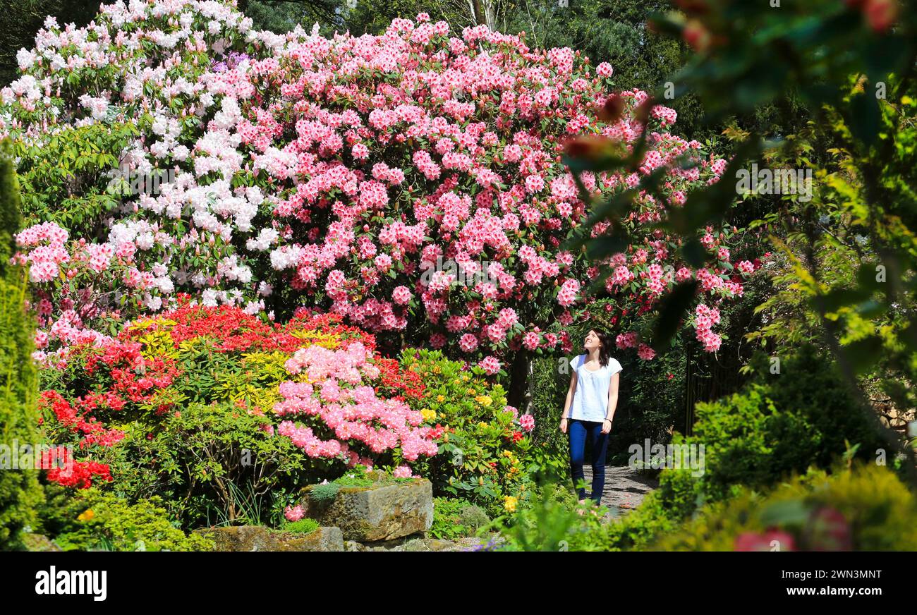 02/05/14  Becky Emery, 21, soaks up the sunshine surrounded by walls of rhododendrons and azaleas at Lea Gardens, near Matlock, Derbyshire. Owner Pete Stock Photo