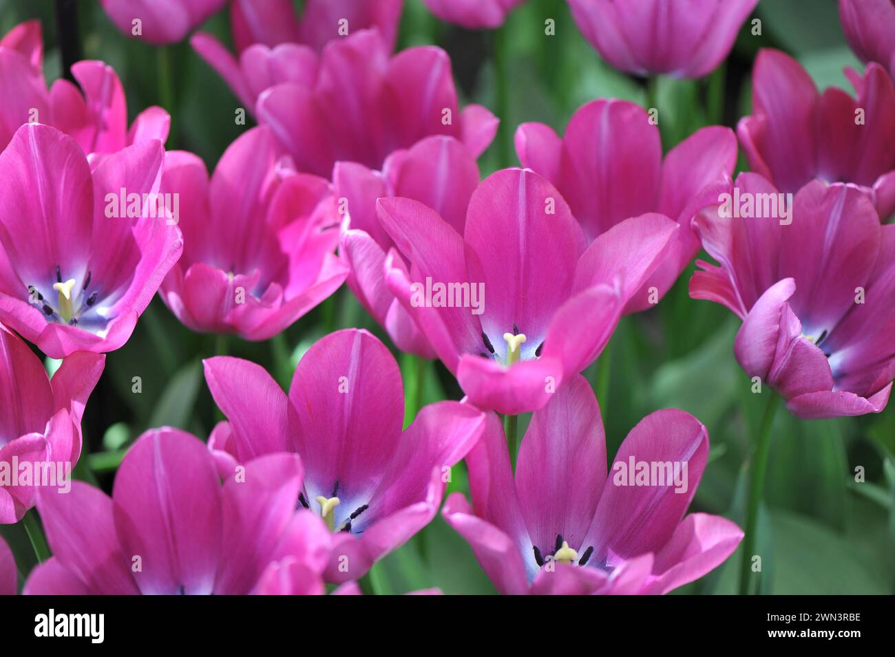 Pink Triumph tulips (Tulipa) Endurance bloom in a garden in April Stock Photo