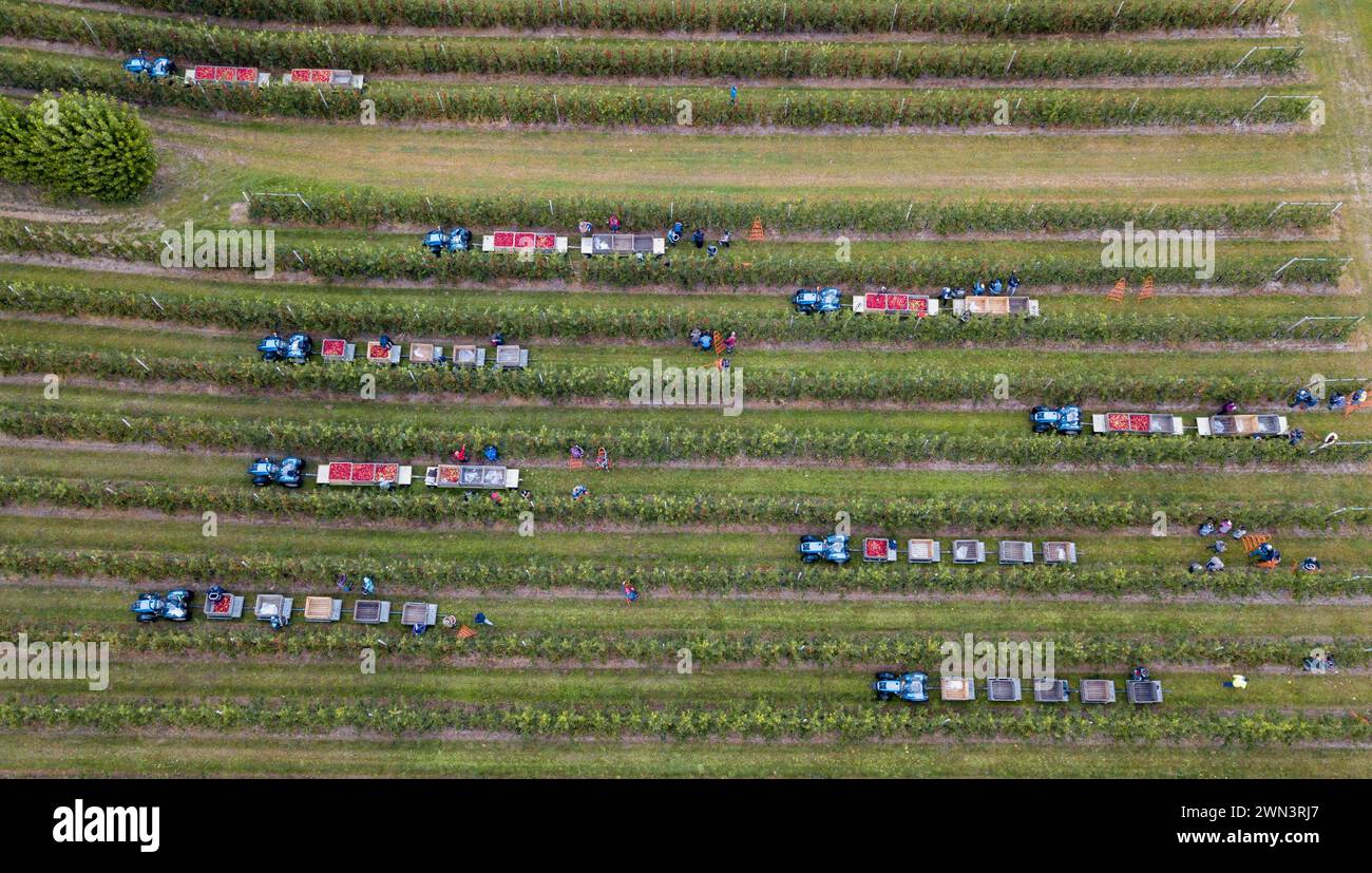 Apple picking kent hi-res stock photography and images - Alamy