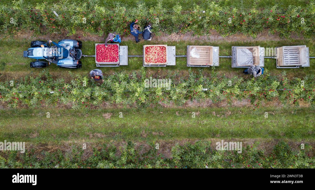 Apple orchard kent harvest hi-res stock photography and images - Alamy