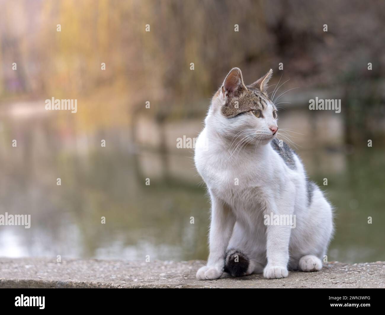 Domestic cat in the garden Stock Photo - Alamy