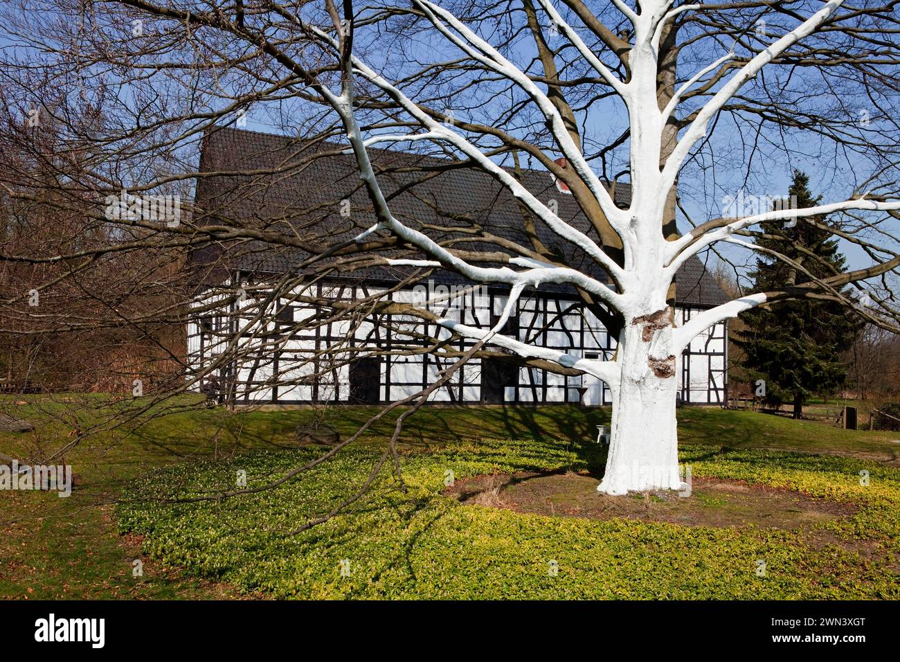 White-painted trees  before the Farmhouse Museum, city of Bochum, near Kemnade house, Ruhr Valley, Hattingen, NRW, North Rhine-Westphalia, Germany, Eu Stock Photo