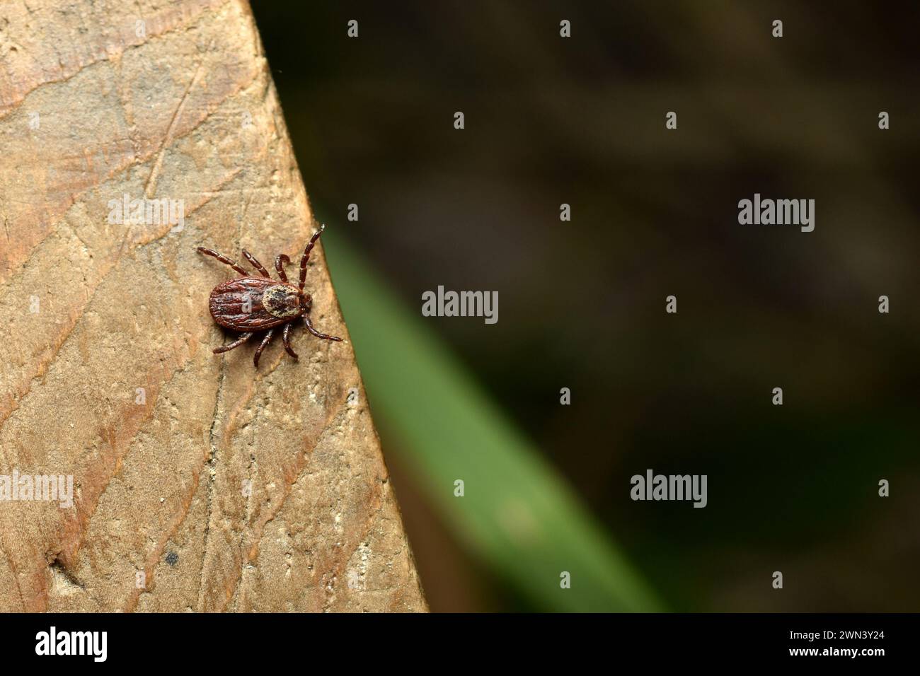 A blood-sucking, infection-carrying tick sits on a board waiting for a victim. Stock Photo