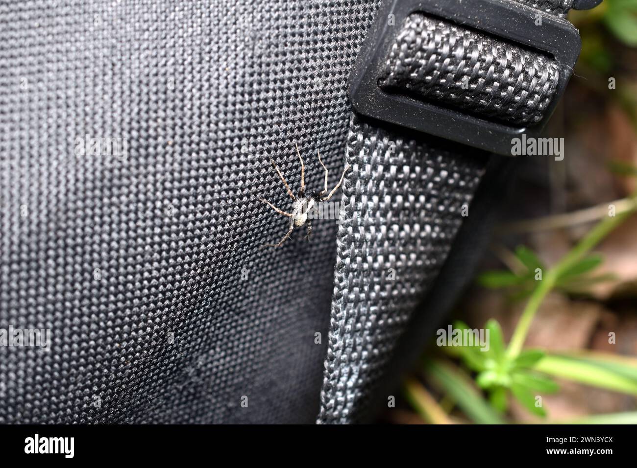 A bloodthirsty gray spider crawls along a bag left on the grass. Stock Photo
