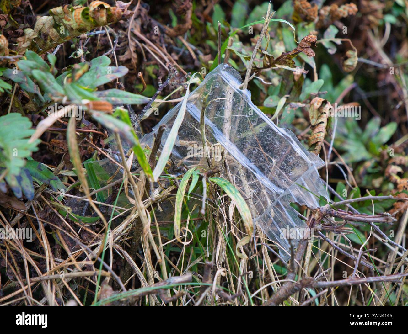 Discarded plastic food packaging in a hedgerow in Anglesey, North Wales, UK. Stock Photo