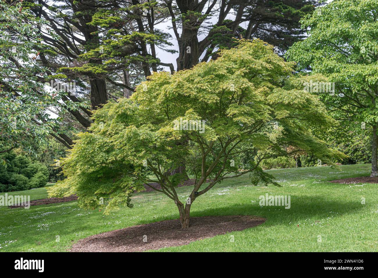 Japanischer FächerAhorn (Acer palmatum 'Seiryû' Stock Photo Alamy