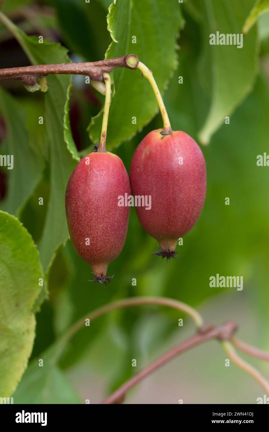 KiwiBerry (Actinidia 'Red Jumbo') Stock Photo