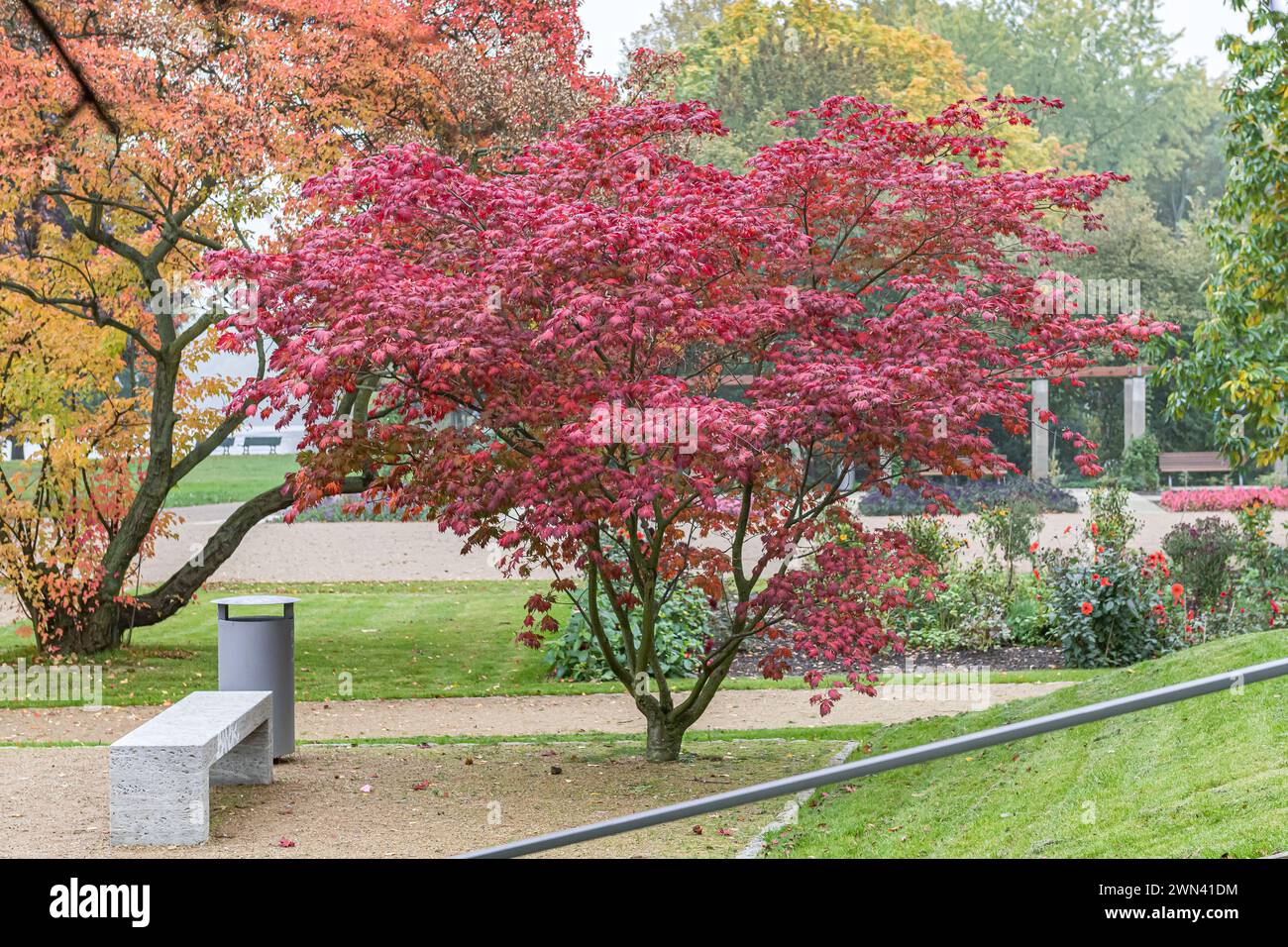Herbst im Sommerblumengarten, Japanischer Ahorn  (Acer japonicum 'Aconitifolium'), Treptower Park Berlin Stock Photo