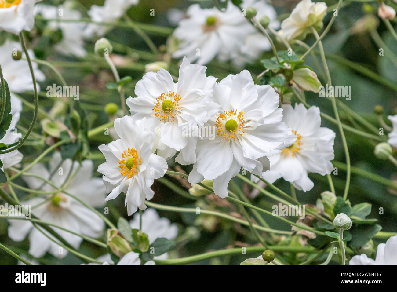 Herbst-Anemone (Anemone × hybrida 'Whirlwind') Stock Photo