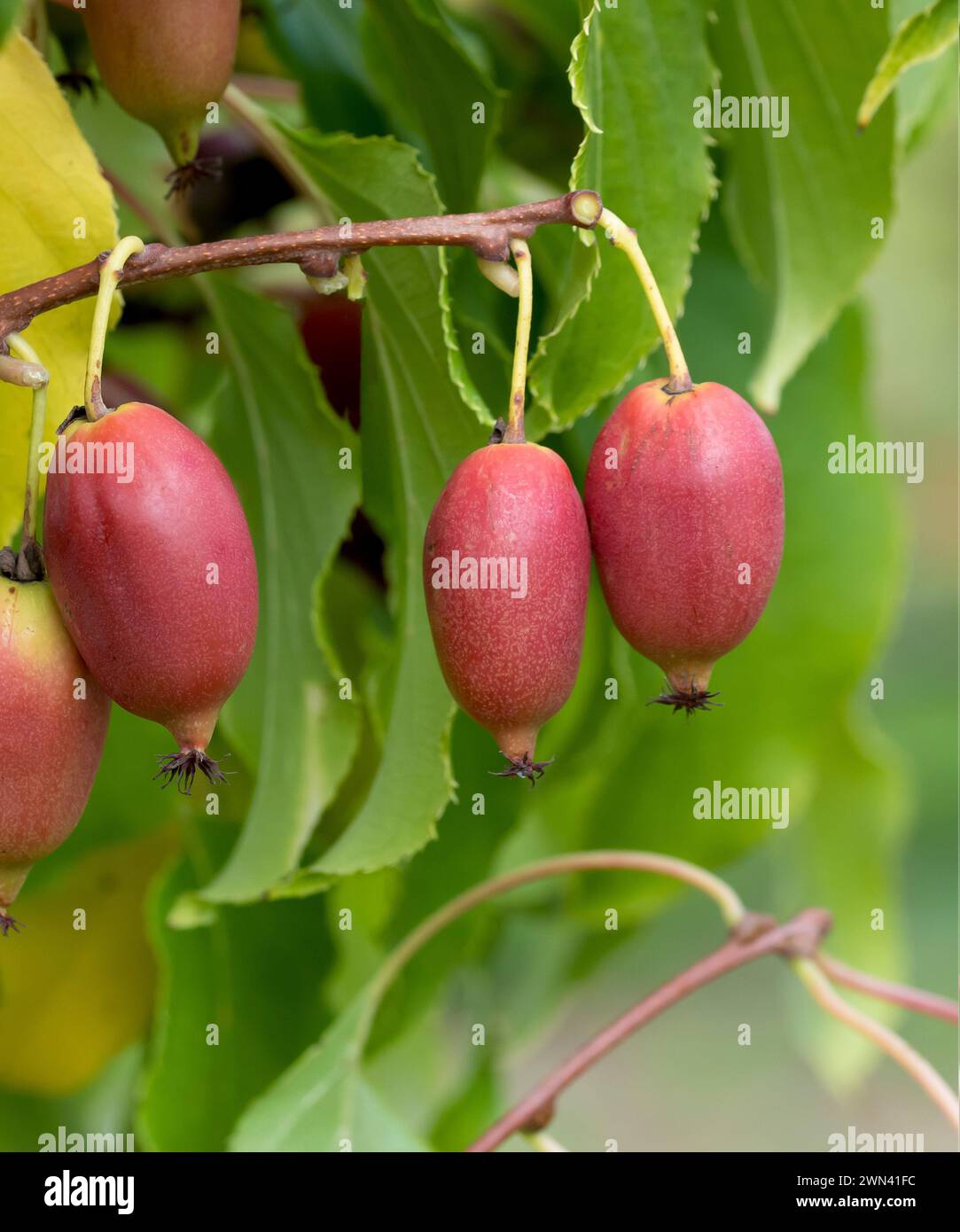 KiwiBerry (Actinidia 'Red Jumbo') Stock Photo