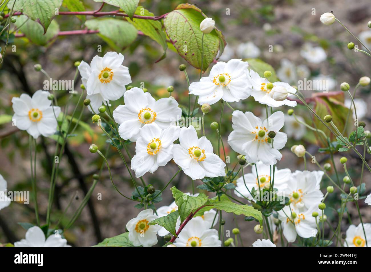 Herbst-Anemone (Anemone × hybrida 'Honorine Jobert') Stock Photo