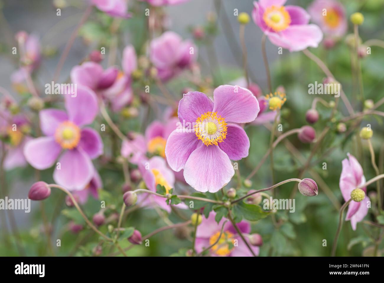Herbst-Anemone (Anemone hupehensis 'Praecox') Stock Photo