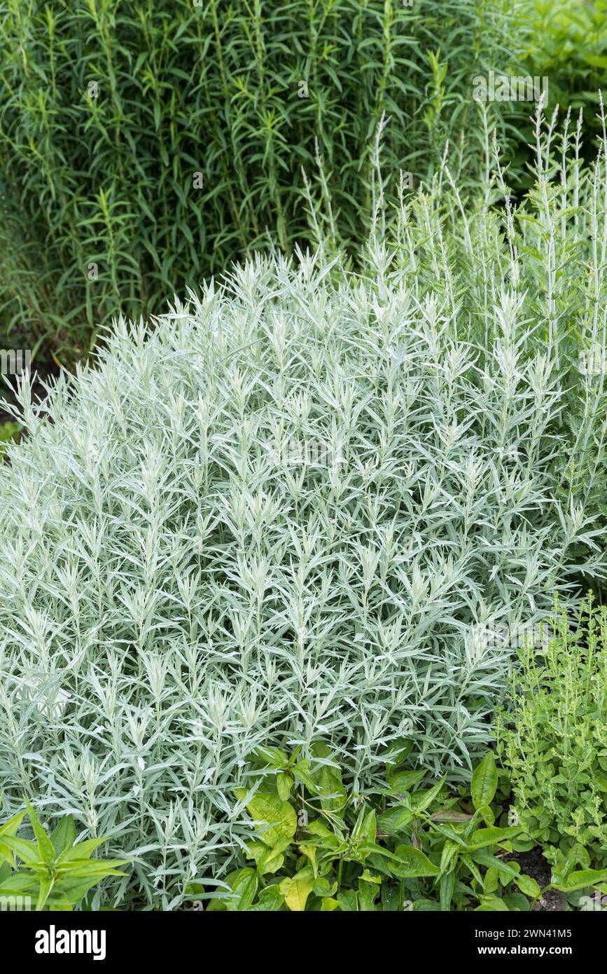 Silberraute (Artemisia ludoviciana 'Silver Queen') Stock Photo