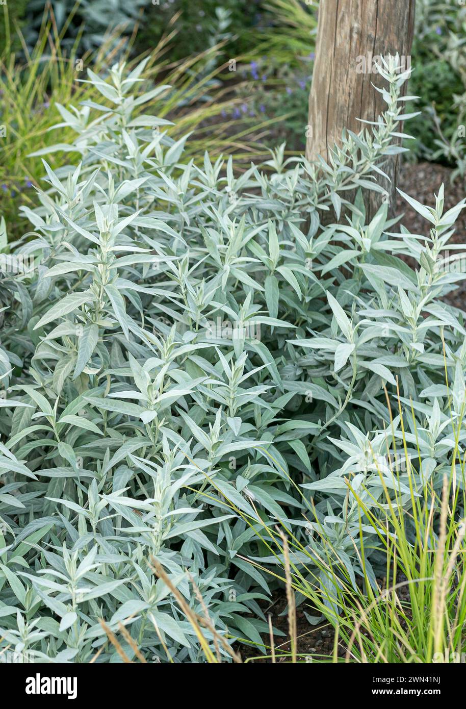 Silbriger Beifuß (Artemisia ludoviciana var. latiloba) Stock Photo