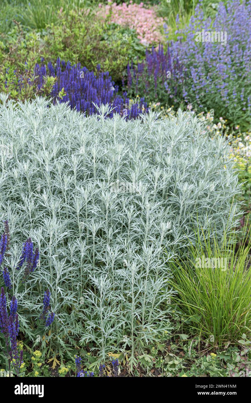 Silbriger Beifuß (Artemisia ludoviciana 'Silver Queen') Stock Photo