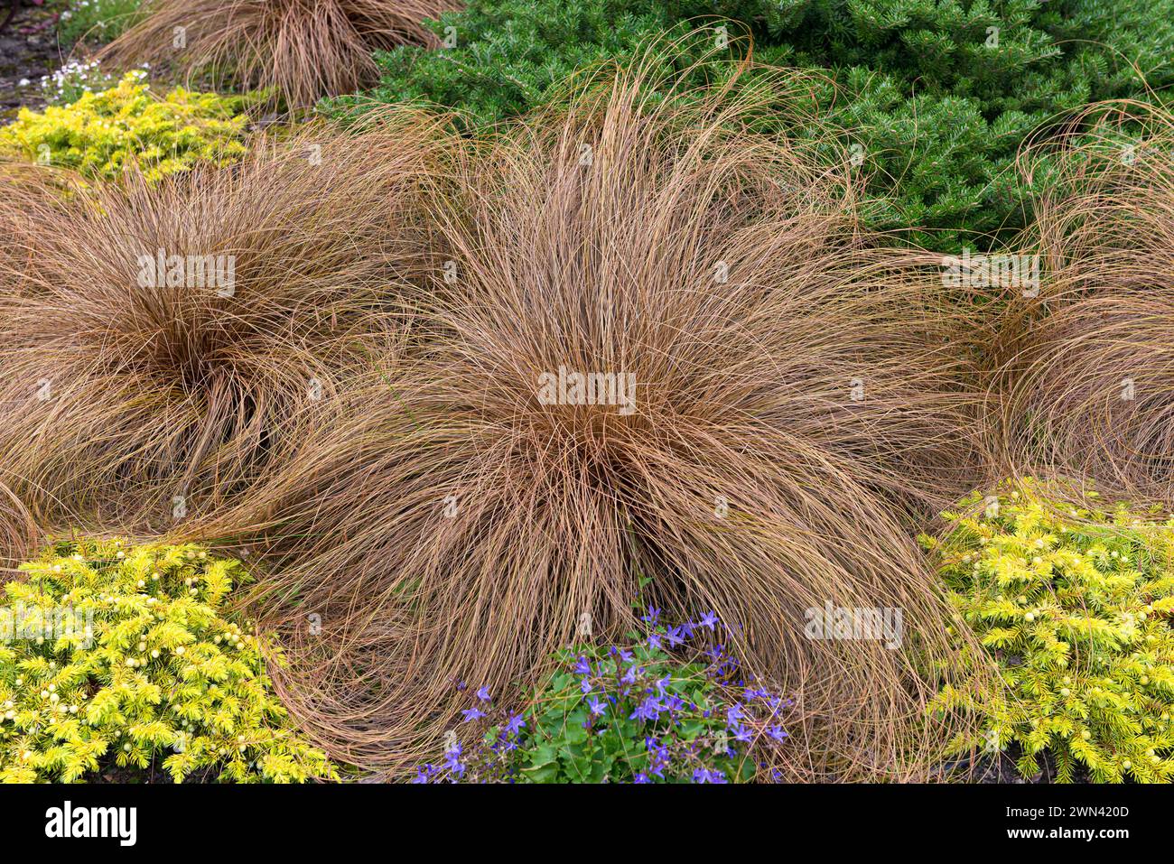 Neuseeland-Segge (Carex comans 'Bronze Form') Stock Photo