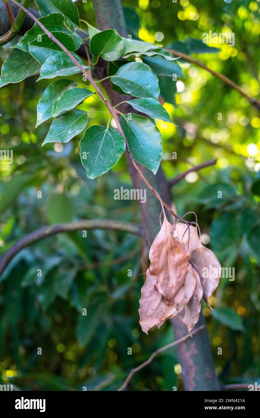 Camphor Tree Dry Leaves: Uttarakhand, India Stock Photo