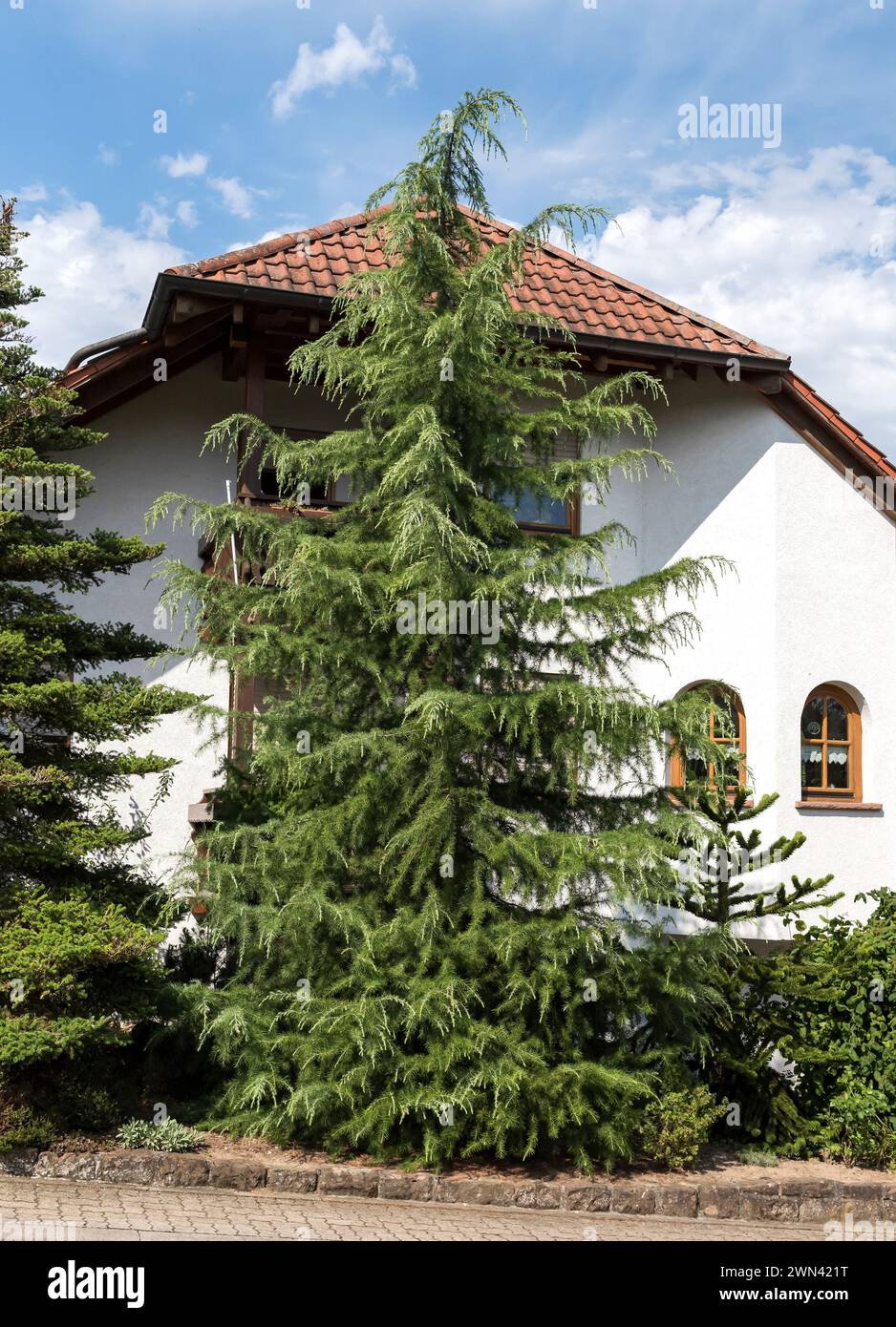 Himalaya-Zeder (Cedrus deodara) Stock Photo