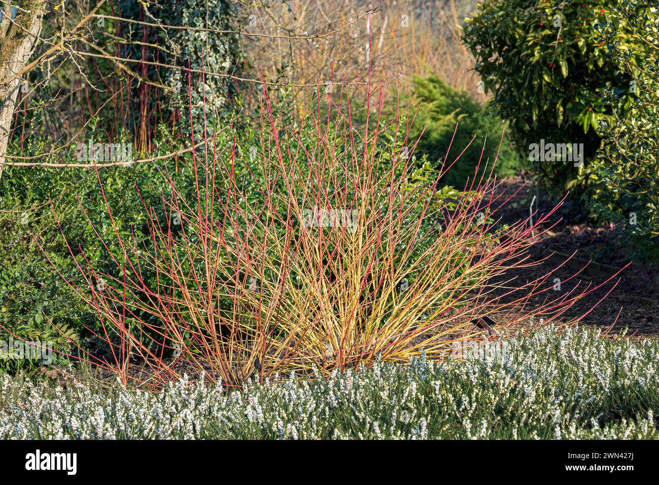 Roter Hartriegel (Cornus sanguinea 'Winter Beauty'), (Erica Stock Photo