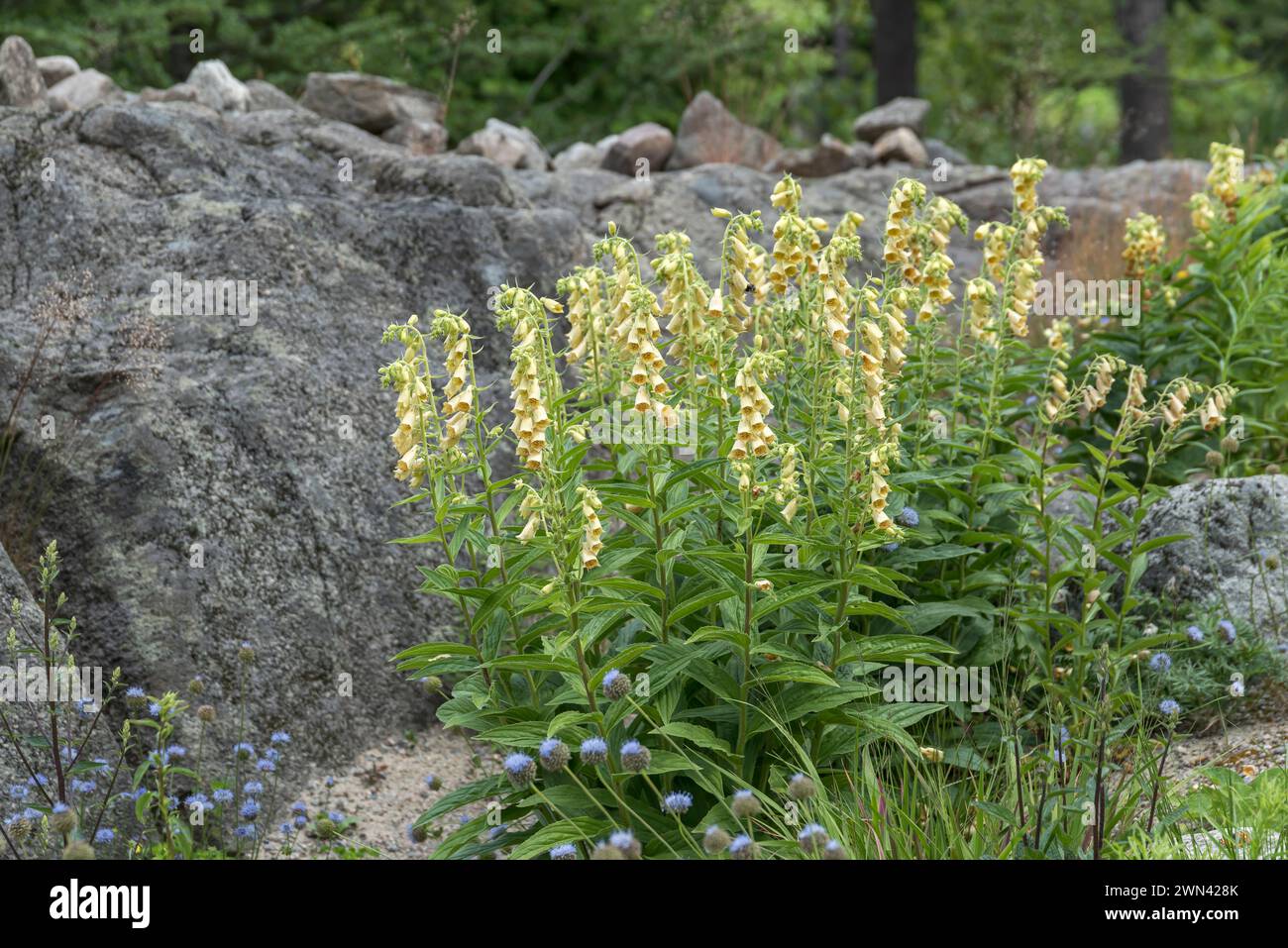 Großblütiger Fingerhut (Digitalis grandiflora) Stock Photo