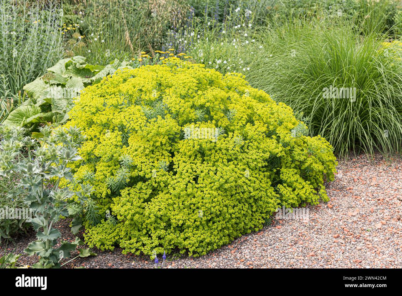 SteppenWolfsmilch (Euphorbia seguieriana subsp. niciciana Stock Photo
