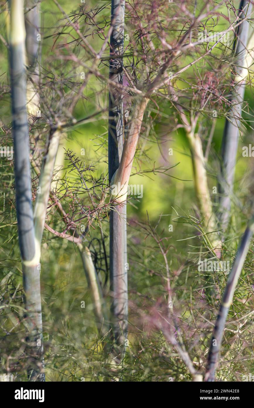 Roter Fenchel (Foeniculum vulgare &amp;#39;Rubrum&amp;#39; Stock Photo - Alamy