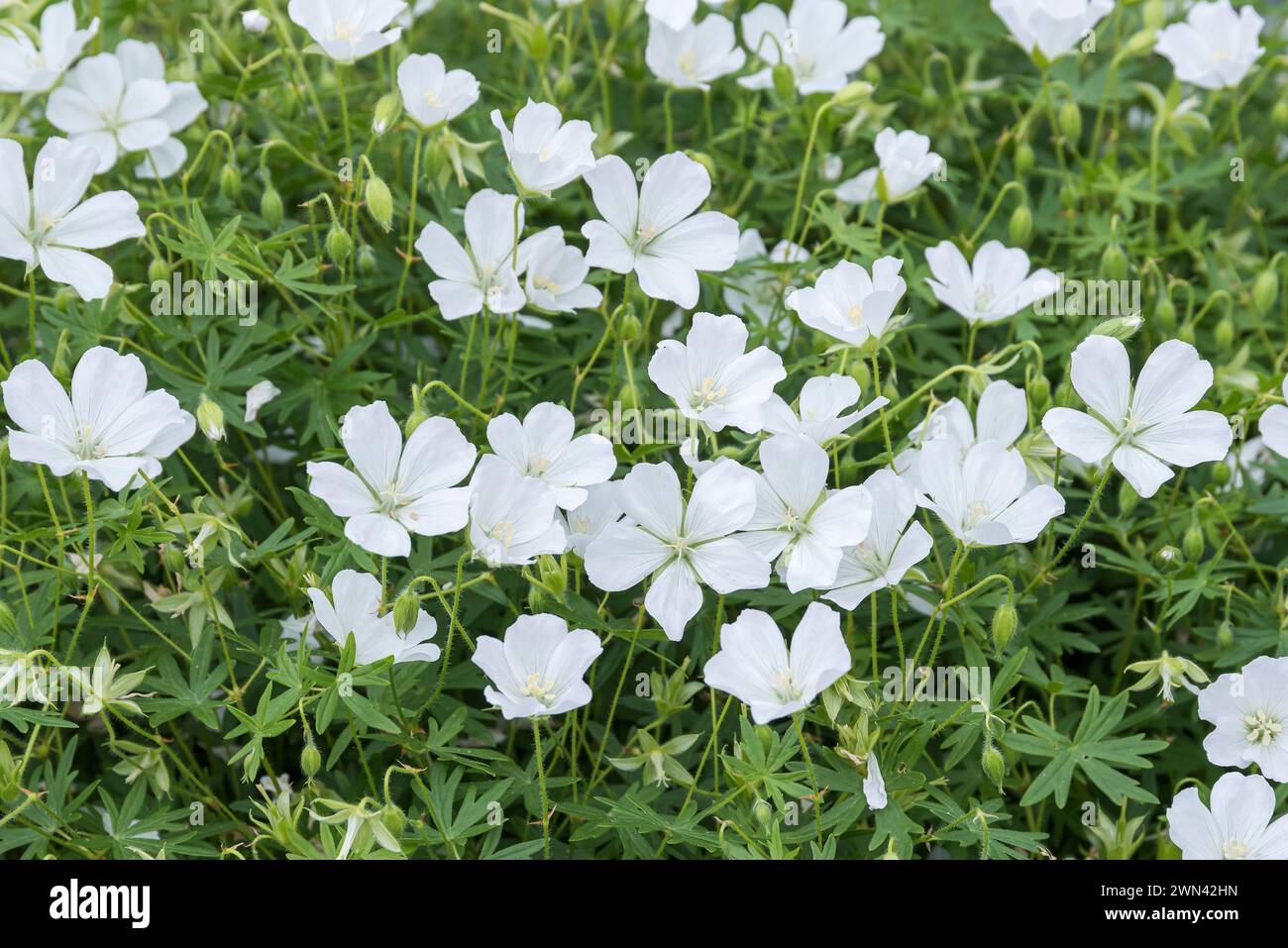 Storchschnabel (Geranium sanguineum 'Album') Stock Photo
