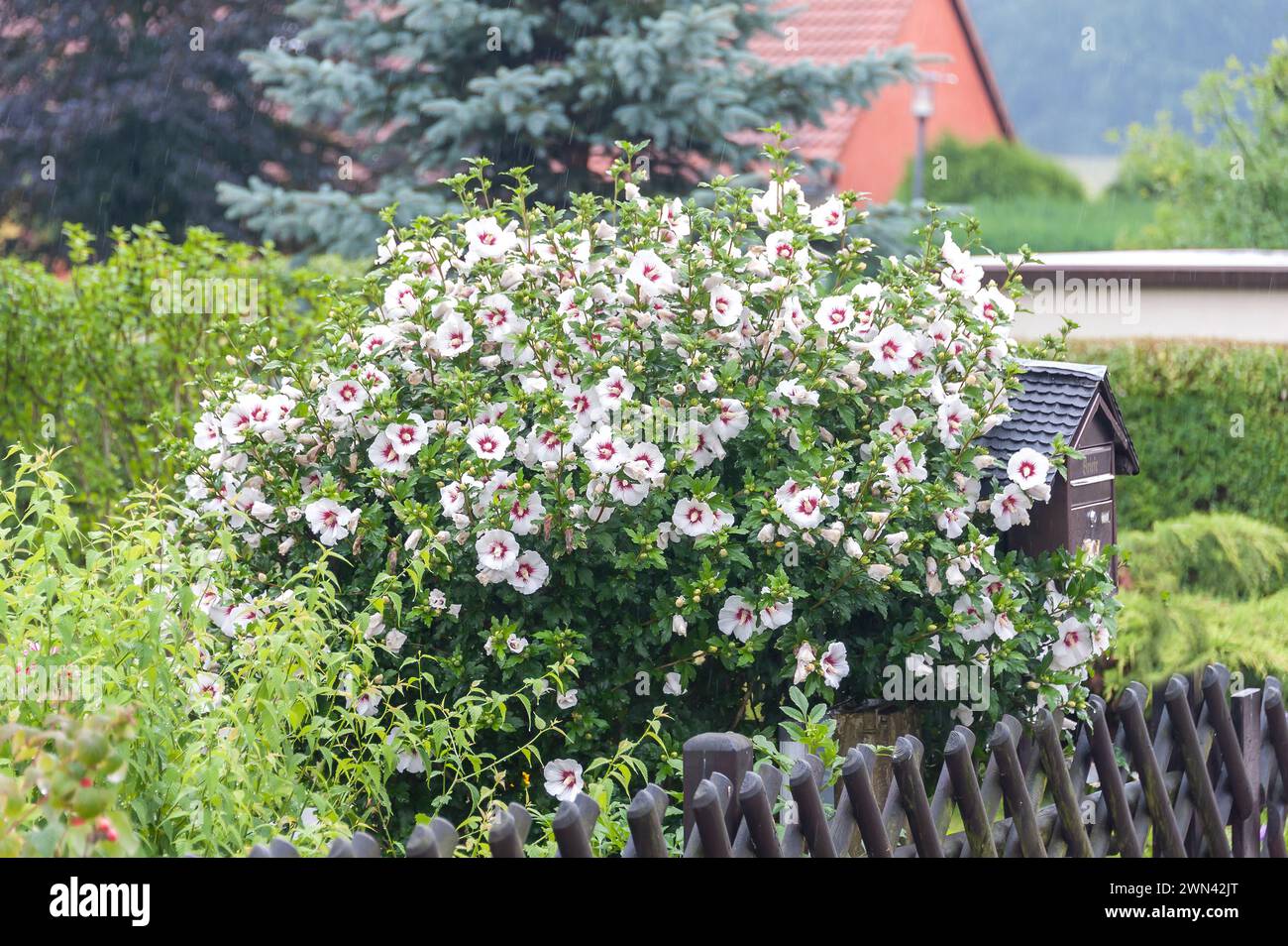 Garten-Eibisch (Hibiscus syriacus 'Red Heart') Stock Photo