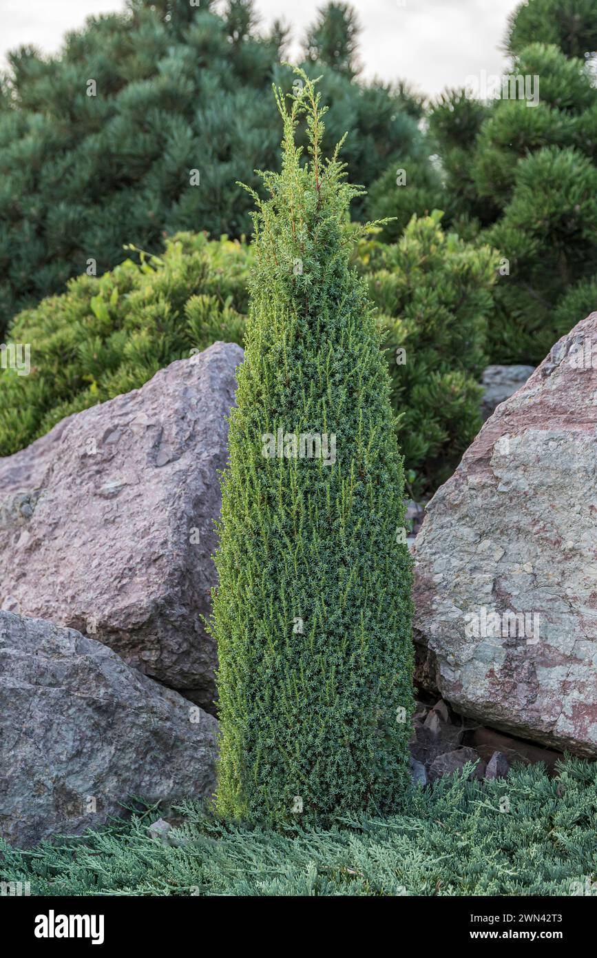 Heide-Wacholder (Juniperus communis 'Compressa') Stock Photo