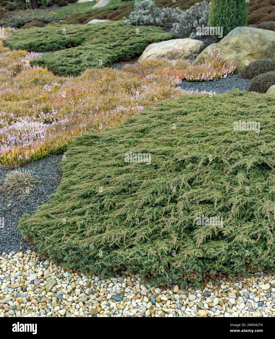 Teppich-Wacholder (Juniperus communis 'Green Carpet') Stock Photo