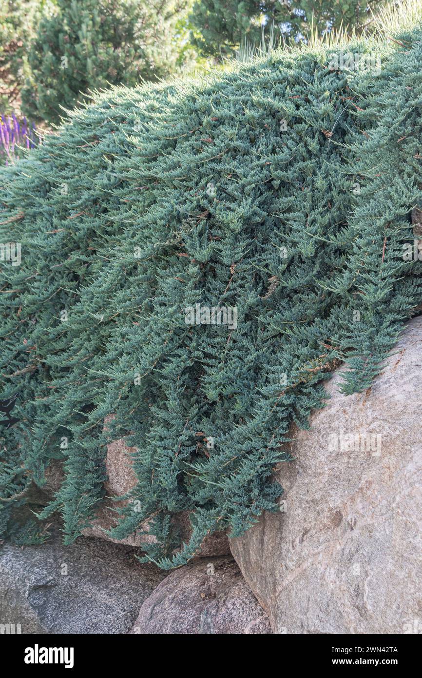 Kriech-Wacholder (Juniperus horizontalis 'Blue Chip') Stock Photo