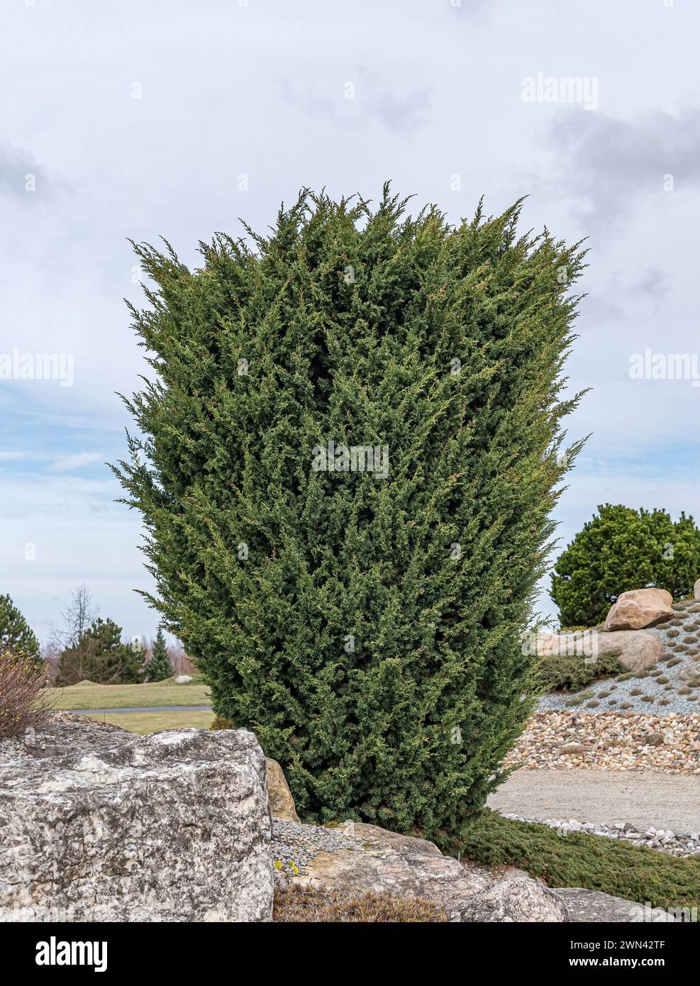 Chinesischer Wacholder (Juniperus chinensis 'Blaauw') Stock Photo