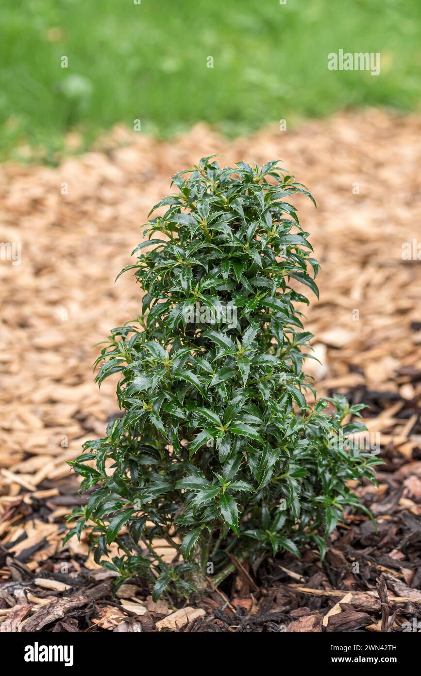 Zwerg-Stechpalme (Ilex aquifolium HECKENZWERG ® Stock Photo - Alamy
