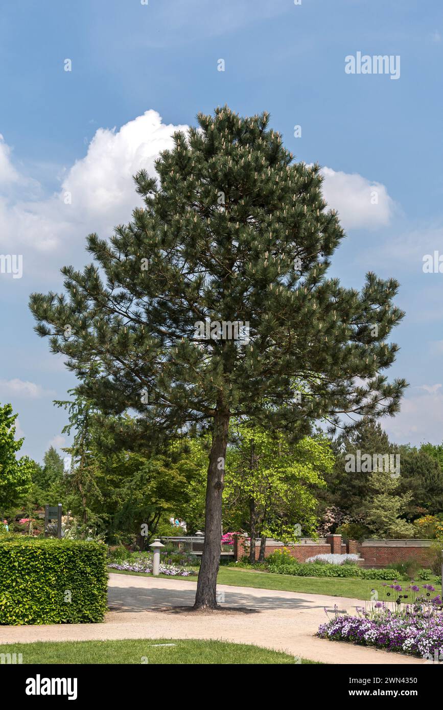 Gewöhnliche Schwarz-Kiefer (Pinus nigra subsp. nigra) Stock Photo