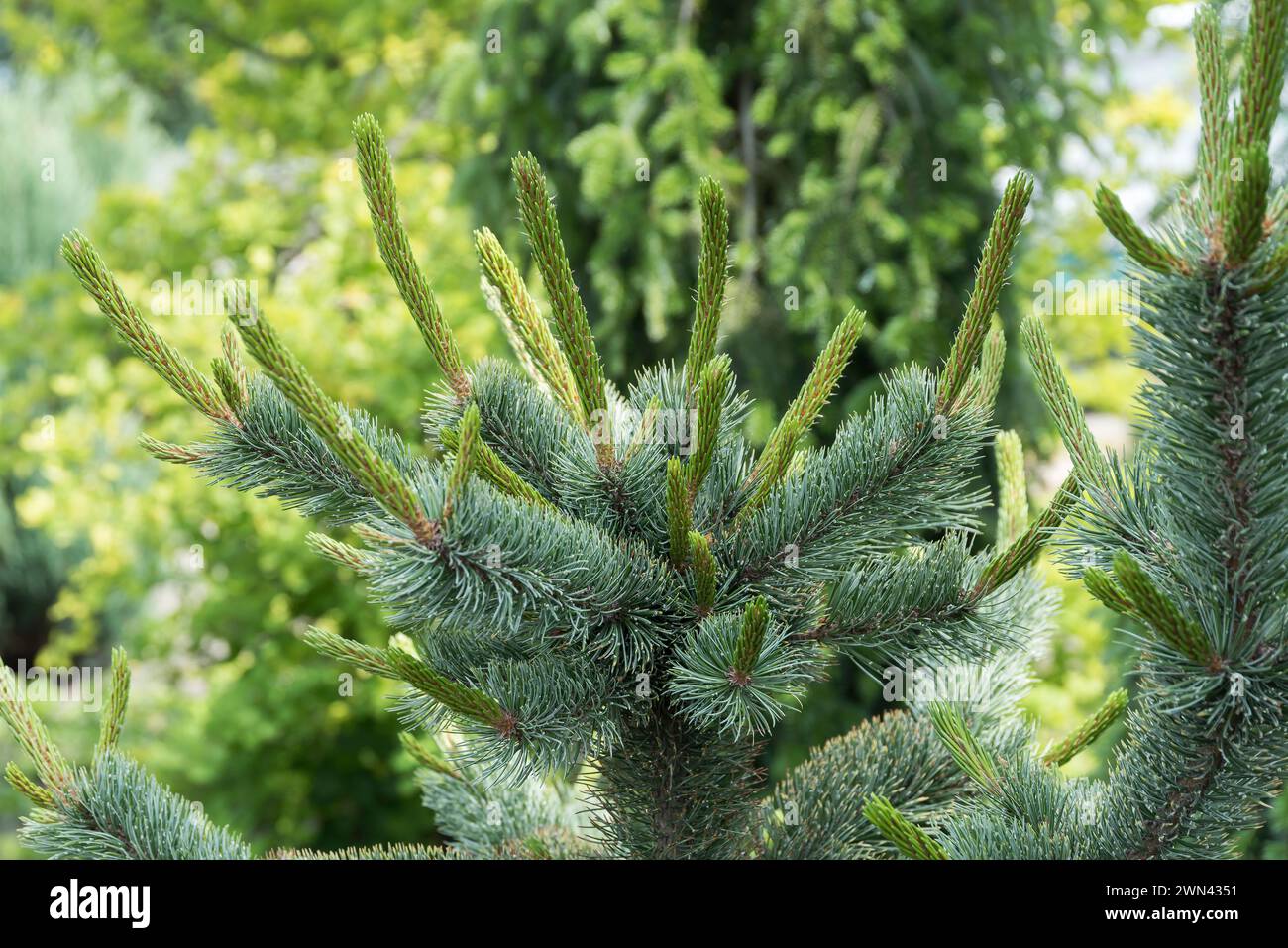 Grannen-Kiefer (Pinus aristata 'Glauca') Stock Photo