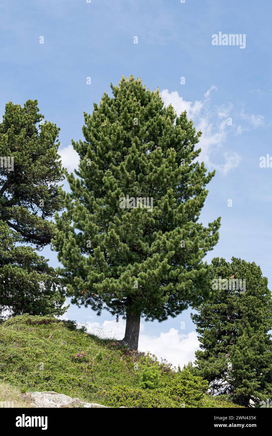 Zirbel Kiefer Pinus Cembra Stock Photo Alamy zirbel-kiefer-pinus-cembra-stock-photo-alamy