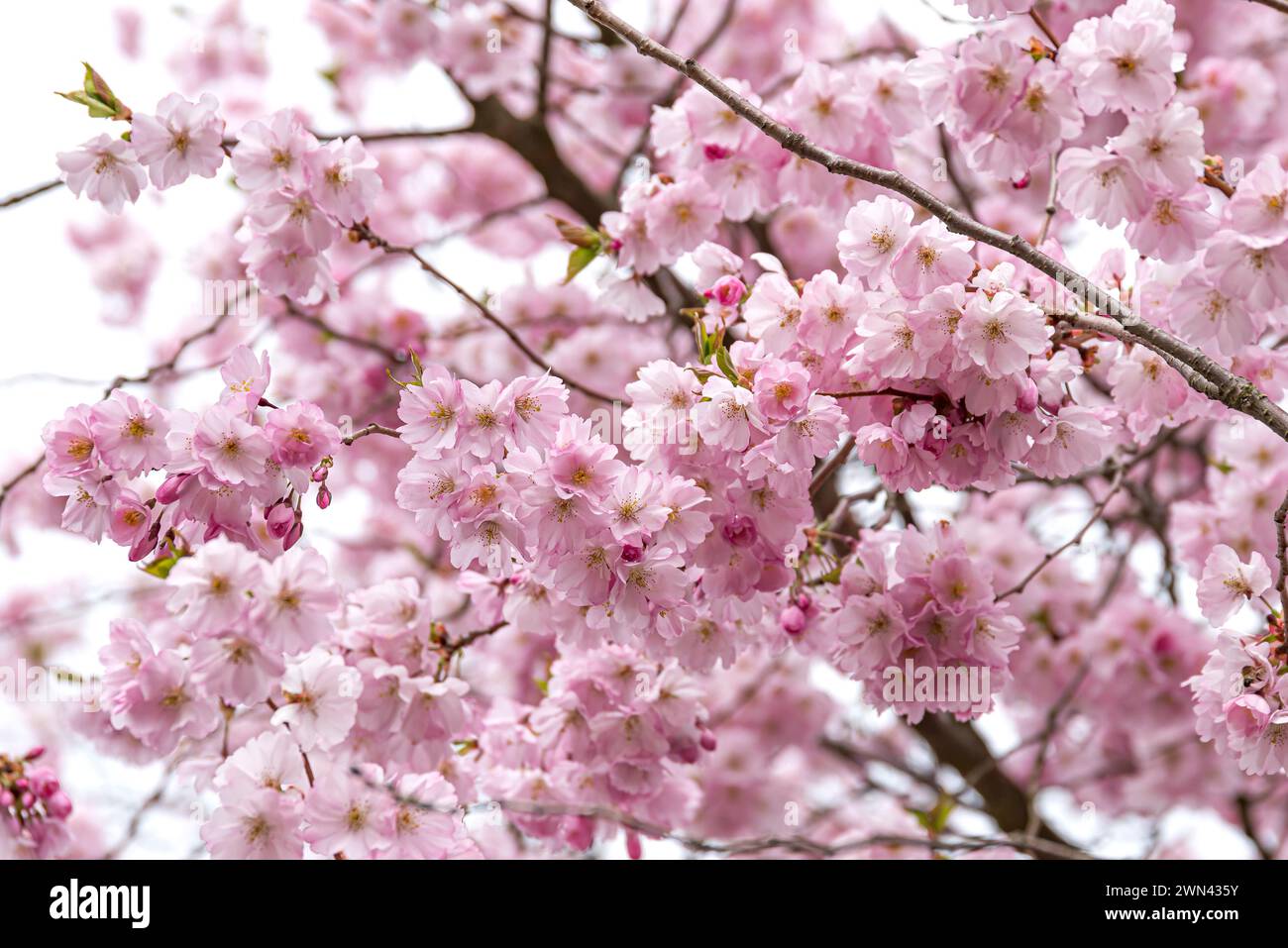 Frühlings-Kirsche (Prunus × subhirtella 'Autumnalis Rosea' Stock Photo ...