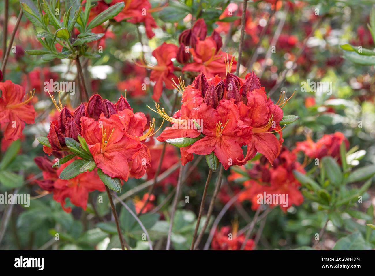 Knaphill-Azalee (Rhododendron 'Royal Command') Stock Photo