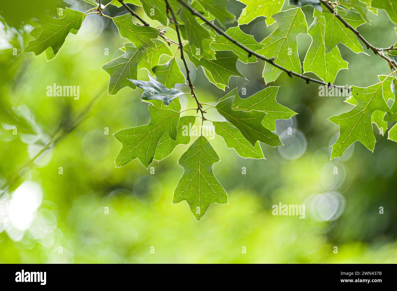 Busch-Eiche (Quercus ilicifolia) Stock Photo