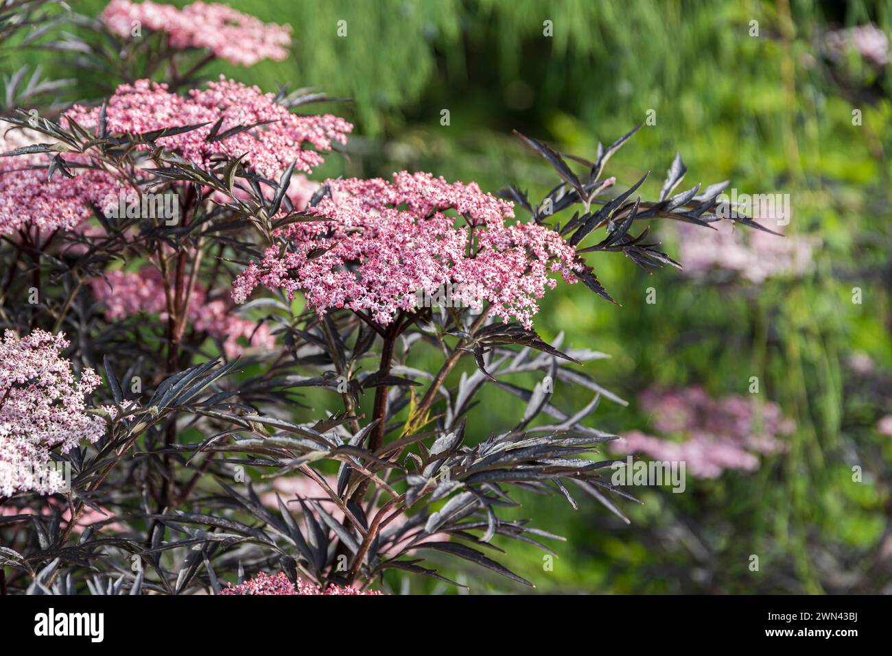 Rotblättriger Holunder (Sambucus nigra BLACK LACE) Stock Photo