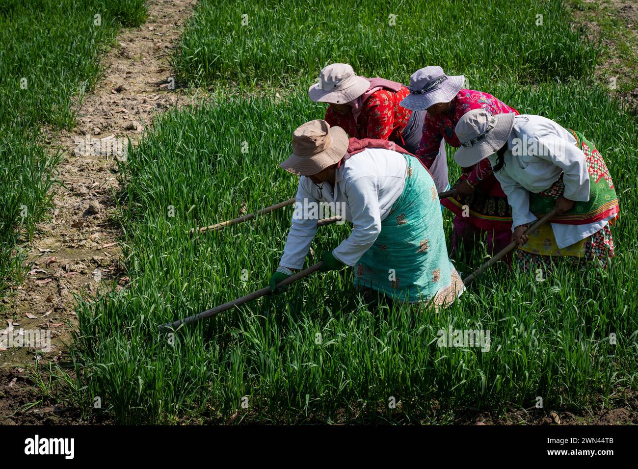Lalitpur, Nepal. 29th Feb, 2024. Farmers work in wheat fields in Lalitpur, Nepal, on Feb. 29, 2024. Credit: Hari Maharjan/Xinhua/Alamy Live News Stock Photo
