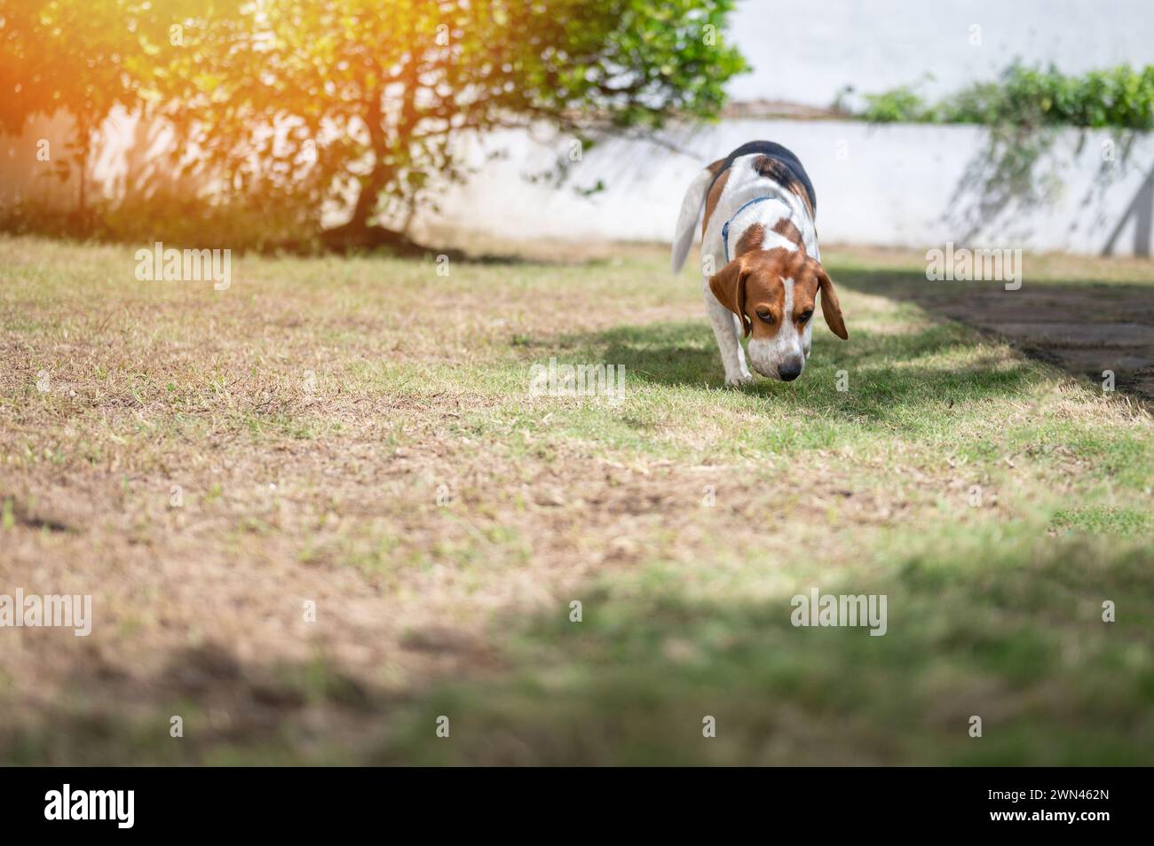 Cucciolo nero di Labrador Retriever su scatola di cartone marrone foto –  Immagine gratis di Cane su Unsplash, image size:1300x954