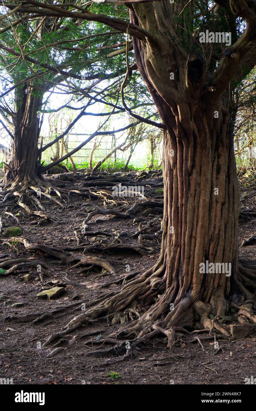 Februart 2024 - Trees and roots in Cheddar Gorge, Somerset, England, UK ...